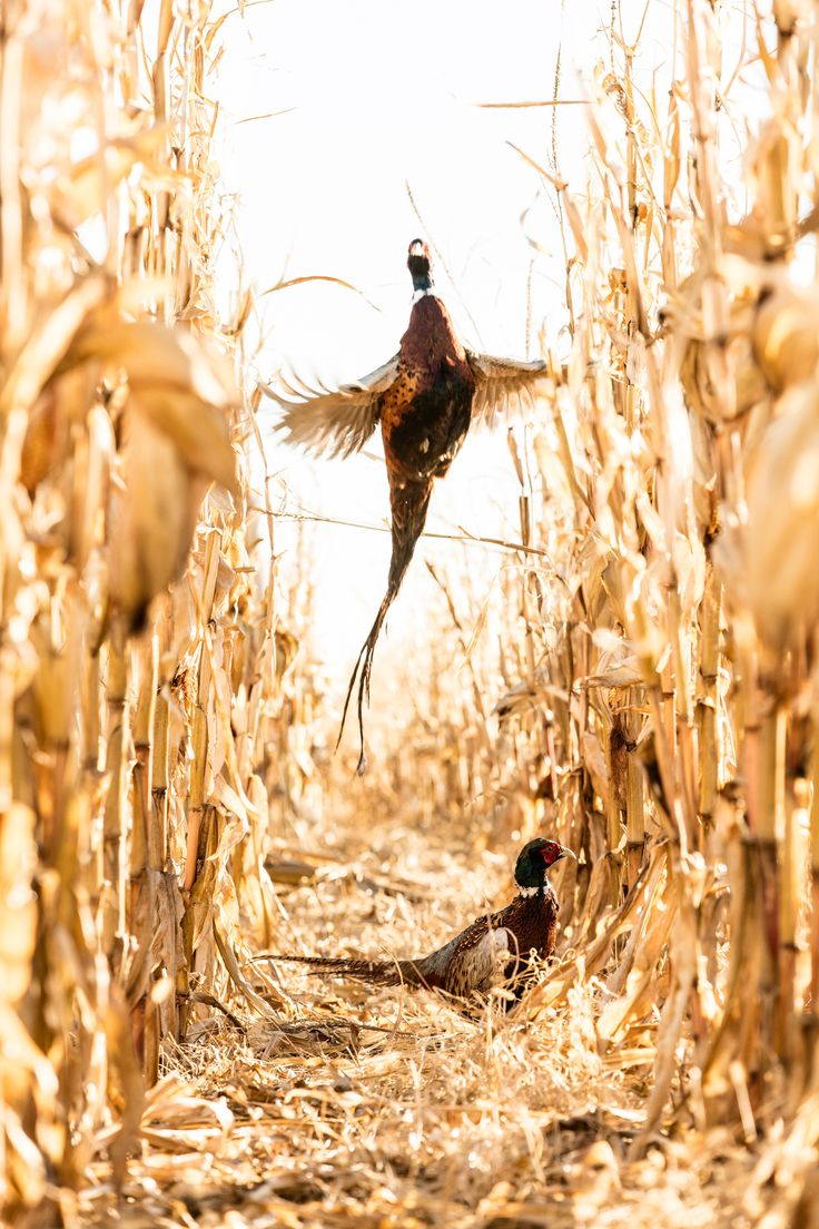pheasant flying up pheasant flying up in corn field - aberdeen pheasant coalition